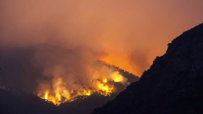 Falling Tree Seriously Injures Four CA Firefighters