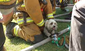 CA Firefighters Rescue Elderly Dog from Empty Septic Tank