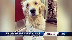 Pooch Accidentally Paws Fire Alarm at IA Doggie Day Care