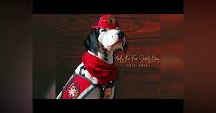 Molly, the Fire Safety Dog, Has Crossed the Rainbow Bridge