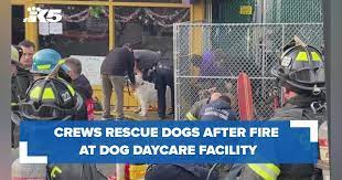 WA Dogs’ Best Friends Fight Fire at Doggie Daycare