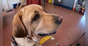 Lola Reports for Lab Duty at CT Fire Station