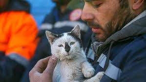 Cat Rescued from Turkish Earthquake Won’t Leave Firefighter’s Side