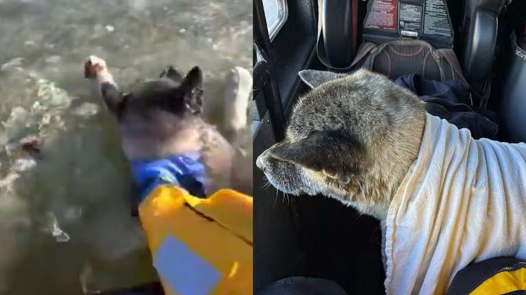 Fire Department Dog Rescue Video Goes Viral With Nearly 10 Million Views