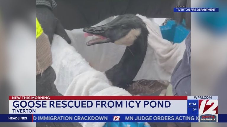 Rhode Island Firefighter Recognized by PETA After Goose Rescue