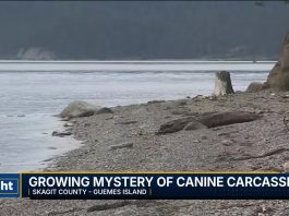 Multiple mutilated canine carcasses found along Columbia River shoreline in Washington County