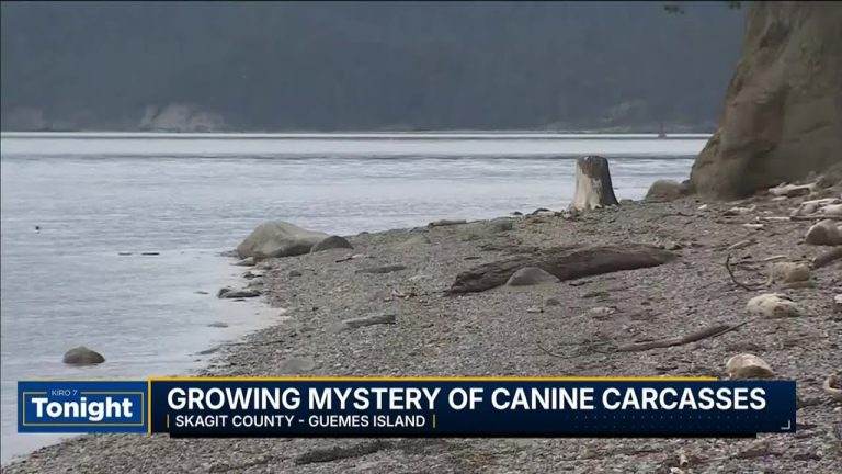 Multiple mutilated canine carcasses found along Columbia River shoreline in Washington County