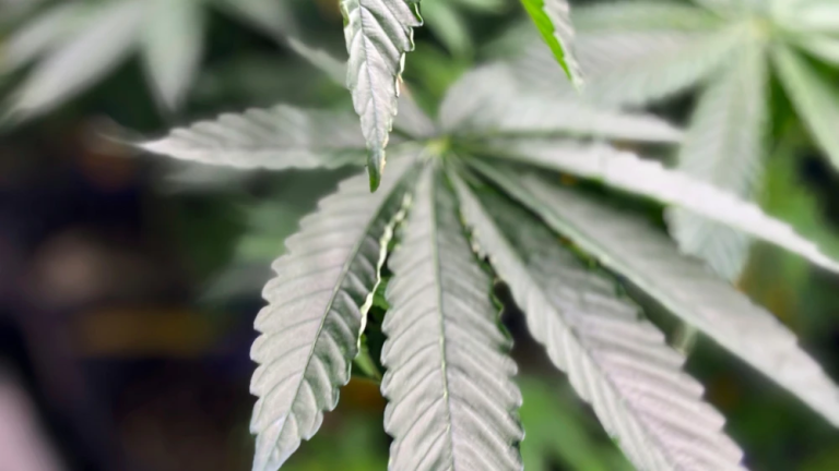 Hillsborough County Paramedic Plans Florida Supreme Court Appeal in Medical Marijuana Employment Case